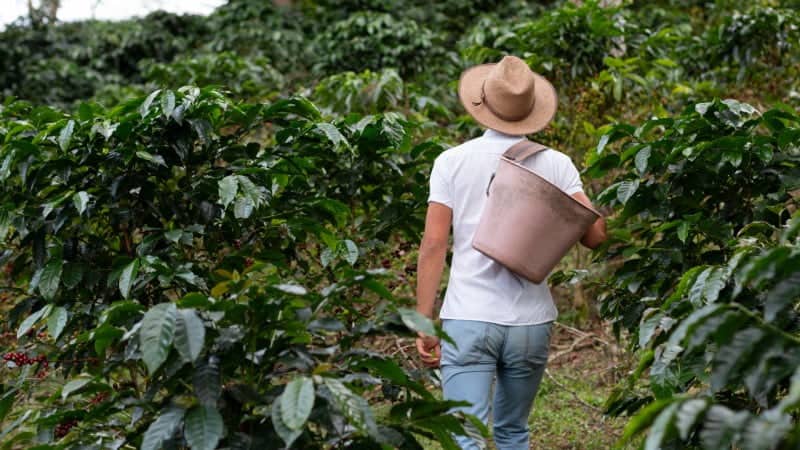 A person in a straw hat and casual clothing, with a canvas picking sack slung over one shoulder, walking between rows of lush coffee plants on a plantation.