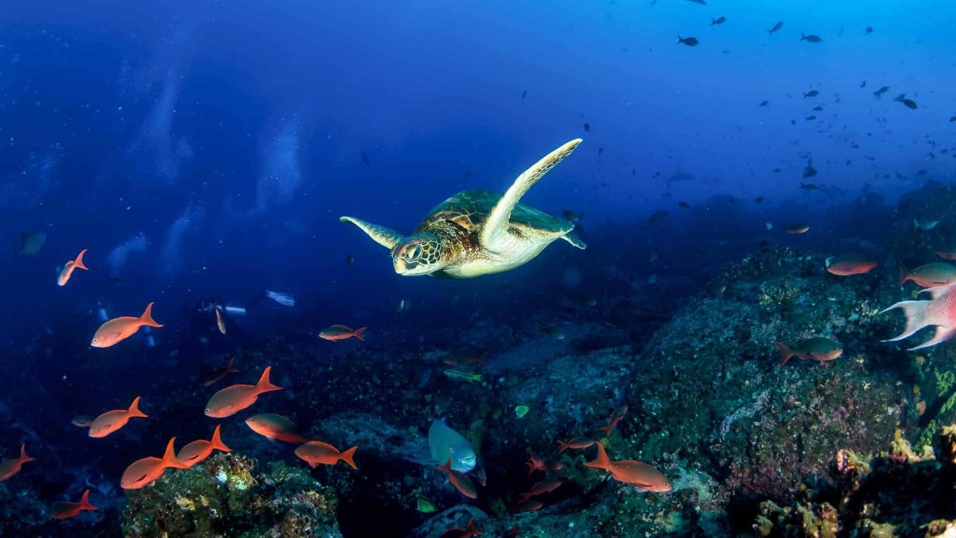 A green sea turtle is swimming gracefully in the clear, deep blue waters of the ocean, with its flippers extended as if in mid-stroke. Below it, a rocky coral reef teeming with marine life serves as a vivid backdrop, populated by schools of bright orange and red fish, some of which are elegantly drifting by in the foreground.