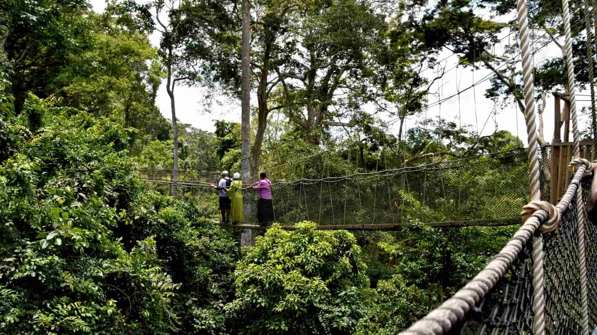 A canopy suspension bridge nestled in lush green foliage. Three people stand on the bridge holding onto the ropes, admiring the dense greenery surrounding them.