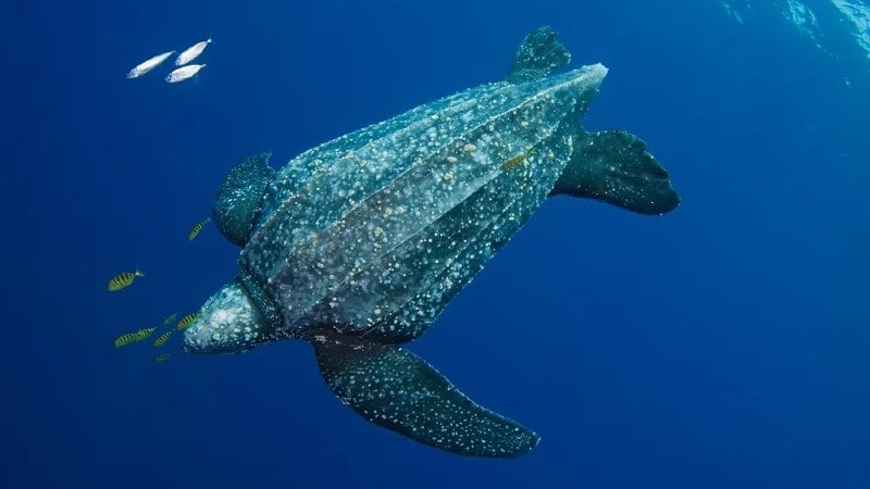 A large, majestic leatherback sea turtle is captured mid-swim in the serene blue waters of the ocean, its dark, speckled shell glistening with a constellation of white spots.