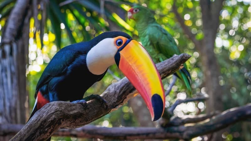 A vibrant toucan with a striking orange beak perched on a branch, with a green parrot in the blurred background among the foliage.