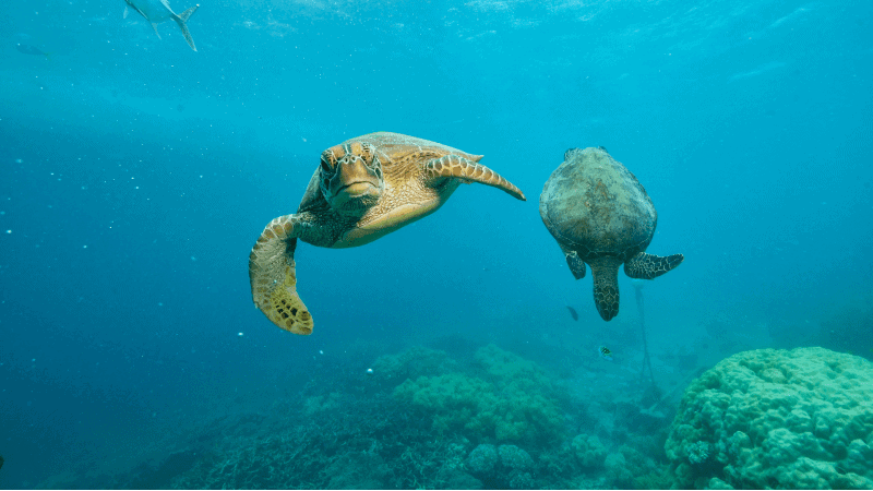 Two green sea turtles gliding through the water. 