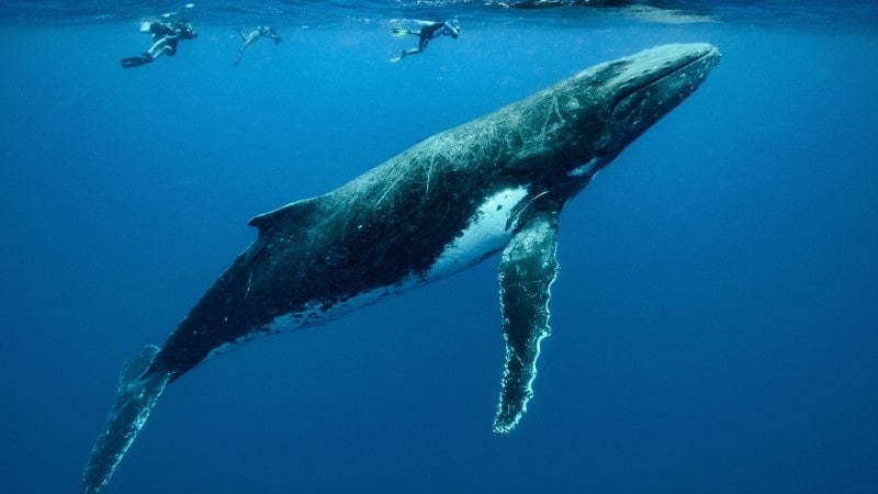 A humpback whale is captured in a majestic underwater scene, its colossal body and long pectoral fin highlighted against the deep blue of the ocean. The whale is oriented vertically, with its belly facing the camera and its head pointing upwards toward the surface. Its skin is mottled with patches of barnacles and distinctive markings. In the background, snorkelers float at the surface.