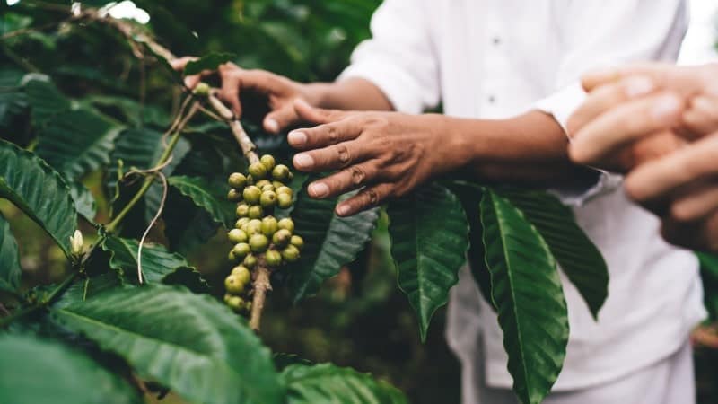 Close-up of a person's hands examining a cluster of green coffee cherries on a plant, surrounded by large, lush leaves.