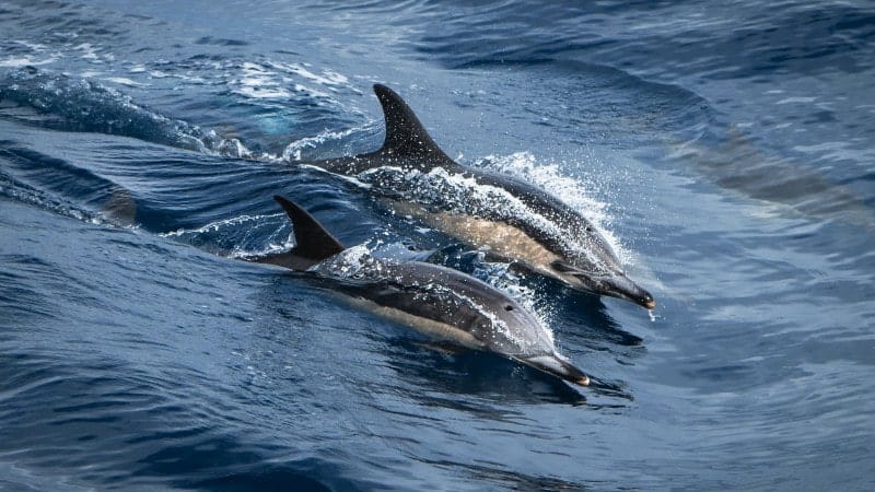 Two dolphins are seen swimming at the surface of the ocean, their dorsal fins cutting through the water, creating a dynamic spray of droplets around them.