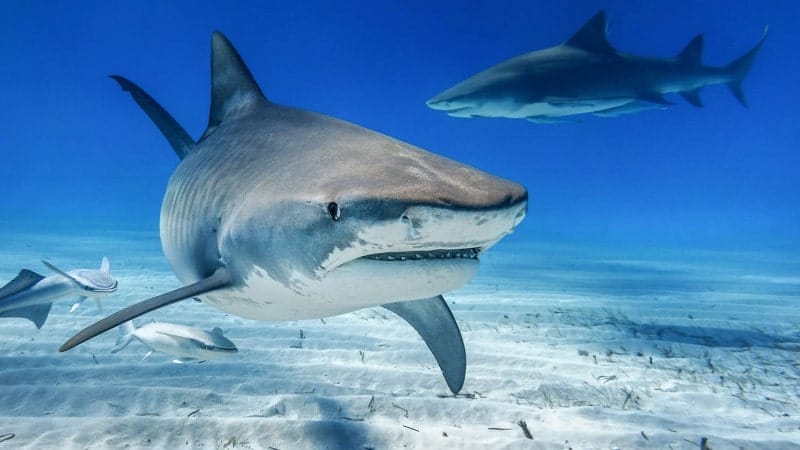 A pair of bull sharks are swimming just above the sandy ocean floor, with the closest shark facing directly towards the camera, showcasing its streamlined shape, powerful fins, and sharp teeth visible within its open mouth. The second shark is in the background, swimming away and slightly above the first, giving perspective to their environment.