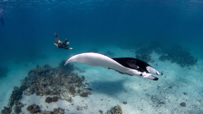 A large manta ray with a striking black and white underside glides gracefully through the clear blue water, its fins outstretched as if in flight. Beneath it, the sandy ocean floor is dotted with coral formations, providing a textured landscape. Above and to the left, a diver with fins and a snorkel floats in the water, observing the manta ray from a respectful distance. The diver's presence gives scale to the manta ray's impressive size.