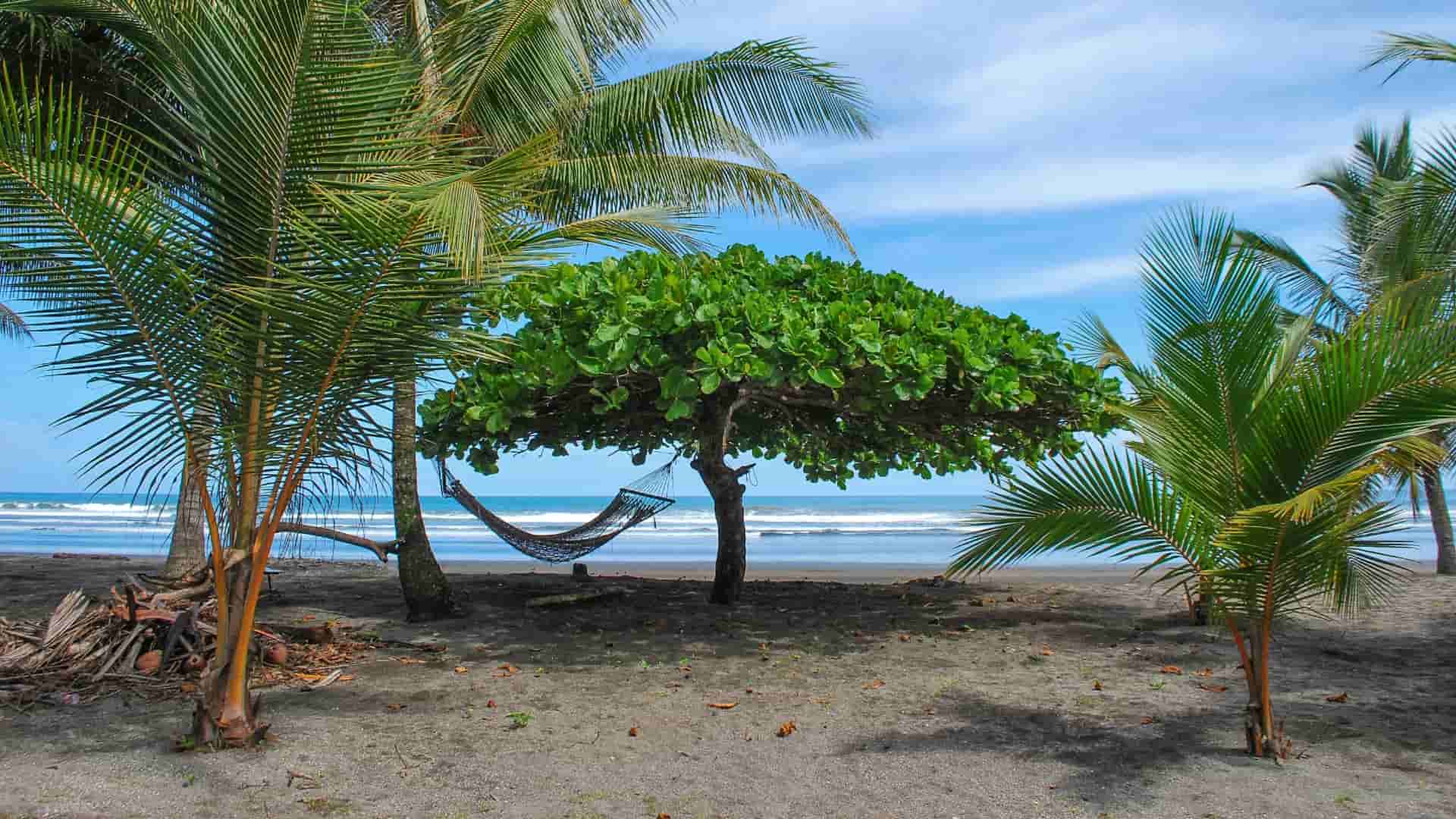 A hammock tied between two trees on a beach. The foreground shows a smaller palm tree with large fronds. The central tree, which supports the hammock, has a dense canopy of broad leaves.