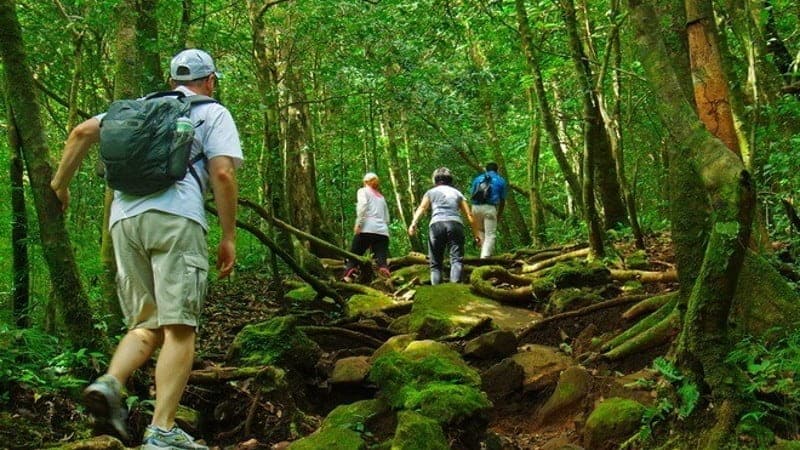 Group of hikers on a trail in a lush, dense forest with prominent tree roots covering the path, moss-covered stones, and sunlight filtering through the canopy in Rincon de la Vieja National Park.