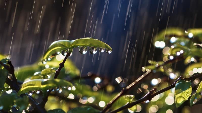 Close-up of rain falling on green leaves, with water droplets accumulating along the edges, reflecting light.