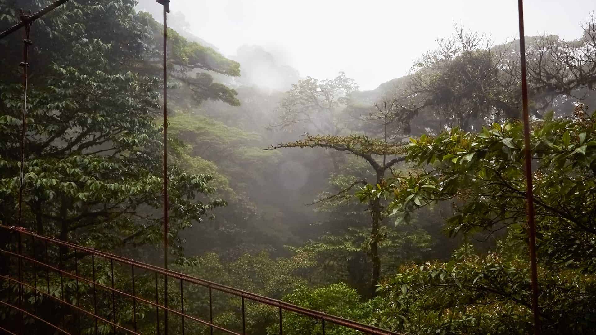 A misty view of a lush, green tropical forest with various trees and plants. The image is taken from a suspension bridge with metal cables and railings, partially visible on the sides. The forest is enveloped in fog, giving it a serene and mysterious atmosphere.