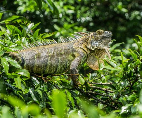 iguana-wildlife
